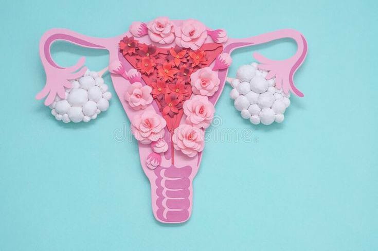 Menstrual Phases